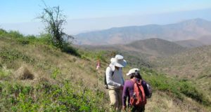 Bosques tropicales secos en los Andes: idean una manera de recuperar estos entornos naturales