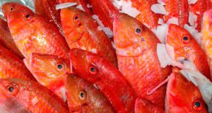 Salmonetes, mejor si proceden de las costas del Levante: están libres de anisakis