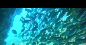 Cabo de Gata, 29 años de una reserva marina protegida