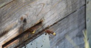 El avispón oriental hace su agosto en las colmenas andaluzas