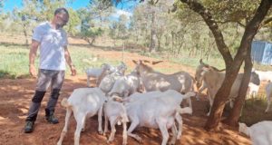 Incendios forestales: las cabras se convierten en las mejores aliadas contra el fuego
