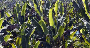 La batalla biotecnológica contra el hongo que más daño hace a los cultivos de plátano