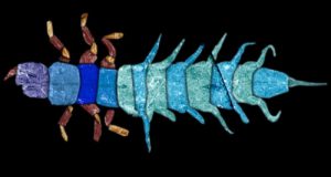 Así eran los insectos acuáticos de la Australia prehistórica: antes de convertirse en el desierto que es hoy