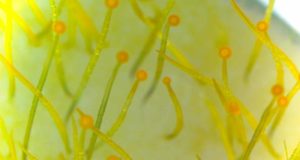 Descifran cómo modificar el ADN de hongos y crear nuevos productos para combatirlos