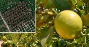 Nuevo sistema para estimar la producción de limones con imágenes aéreas: mejora los cálculos realizados por humanos