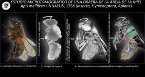 Una abeja y otros insectos como nunca antes los habías visto con esta técnica empleada por científicos