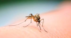Por qué los mosquitos pican más a unas personas que a otras