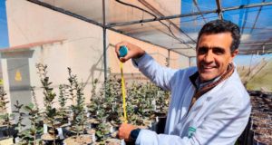 ¿Cuándo es la mejor época para reforestar las dehesas? Los científicos lo demuestran con datos