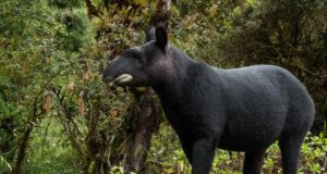 Tapir: una especie amenazada cuya desaparición pondría en peligro a todo el ecosistema amazónico