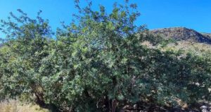 El algarrobo, de alimentar a la España del hambre a frenar el avance del desierto