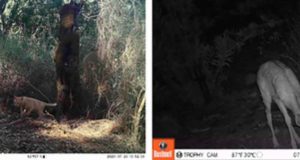 Cámaras trampa e inteligencia artificial, la combinación perfecta para el seguimiento de fauna