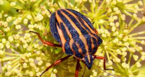 “Dado el ritmo acelerado de extinción de especies, la mayoría desaparecerán antes de que podamos describirlas”