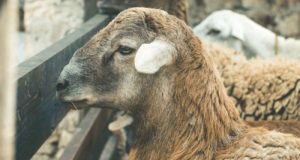 Un sistema de inteligencia artificial mejora la trazabilidad de la carne de cordero