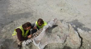 Dinópolis abre el plazo para presentarse al premio internacional de investigación en paleontología Paleonturología 2025