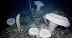 El IEO estudia tres de las montañas submarinas más grandes del mar de Alborán