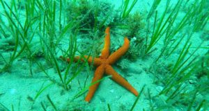 Primeros pasos para la restauración de las praderas marinas del litoral de Málaga