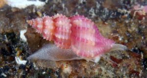 Encuentran en Galicia un tipo de caracol marino que se creía endémico del Mediterráneo