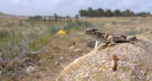 El CSIC reúne a investigadores de 33 países para secuenciar el ADN de cien especies europeas