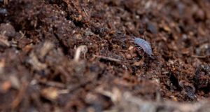 Los ‘bichitos’ del suelo actúan como escudo natural para los cultivos y frenar las plagas