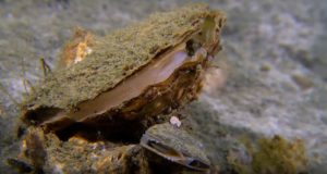 Las ostras, una herramienta de tecnología punta para recuperar el Mar Menor