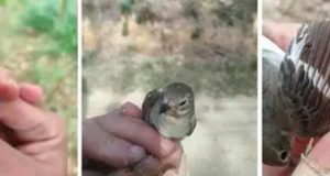 Las plumas ayudan a conocer si un tipo de aves ha sido atacado por un parásito sanguíneo