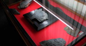 Geología de Oviedo recibe los miles de fósiles de la colección del paleontólogo Ignacio Patac