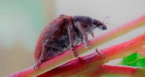 El insecto que esquilma las poblaciones de eucaliptos sabe elegir bien y es hasta ‘racista’