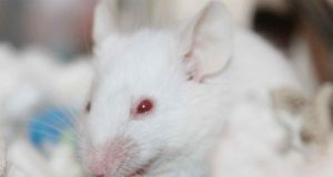 El uso de animales en experimentación puede pasar a la historia con estos métodos alternativos