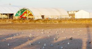 Científicos advierten de las consecuencias de un festival de música en Roquetas de Mar para un ave vulnerable