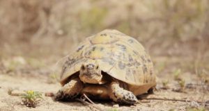La tortuga mora sigue enfrentándose a peligros como la fragmentación de su hábitat o su captura para su uso como mascota doméstica