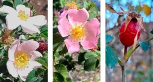 Estas son las tres especies de rosas silvestres que acaba de descubrir el CSIC en Canarias