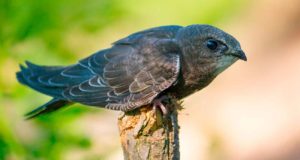 La crisis del plástico también deja tocadas las aves terrestres