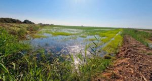 Así se combate la presencia de mosquitos en arrozales para evitar la expansión del virus del Nilo
