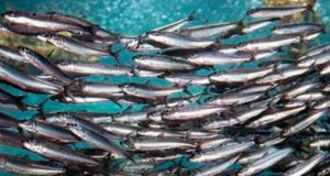 El IEO peina el Mediterráneo durante los meses de puesta de boquerón y sardina para conocer su estocaje de pesca