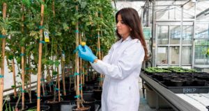El biofertilizante con el que se pueden cultivar lechugas en terrenos salinos y con poca agua