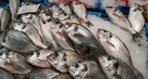 La razón tras el aumento las capturas de dorada y lubina en el Mediterráneo