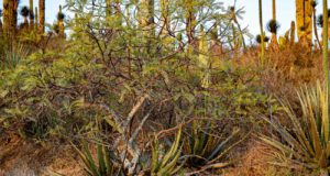 Aplican inteligencia artificial para predecir interacciones entre plantas y ayuda a reforestar