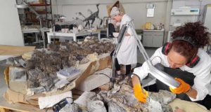 Los dinosaurios ‘más famosos de Teruel’, protagonistas en el mayor encuentro de Paleontología del país