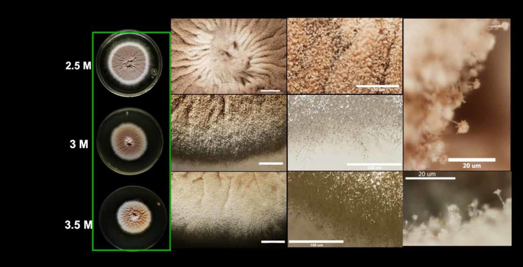 Varias imágenes en detalle de hongos extremófilos. 