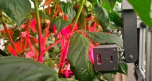 Aumentan la producción de pimientos en suelos salinos: el secreto reside en luces led