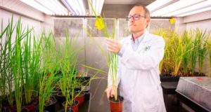 El CSIC recibe 4,5 millones de la fundación de Bill Gates para desarrollar cereales más productivos
