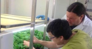 Identifican un gen clave contra la mancha foliar de los cultivos hortícolas