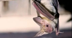 Virus de marburgo: transmitido por un murciélago, afecta a África y está a las puertas de Europa