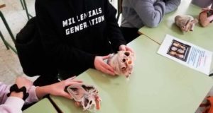 OrganKits, el proyecto que lidera Veterinaria de la UMU para aprender ciencia con órganos casi reales