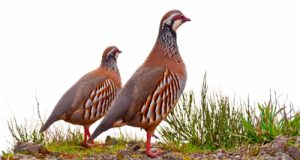 Los científicos piden cambios para salvar a estas aves que están en serio peligro