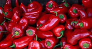 El secreto para mejorar la calidad de los pimientos asados del Bierzo
