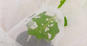 ¿Se comunican las plantas? Un estudio del CSIC confirma que sí y revela cómo lo hacen