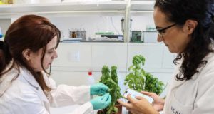 Salud de cultivos: un sensor permite seguir en tiempo real el estado de las plantas