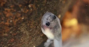 Los anfibios no dejan de sorprender: todavía no saben cómo se reproduce una rana de Filipinas