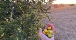 El argán, un fruto para prevenir enfermedades como la diabetes y la obesidad